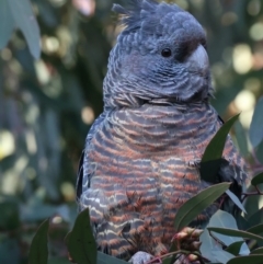 Callocephalon fimbriatum (Gang-gang Cockatoo) at Ainslie, ACT - 12 Aug 2021 by jb2602