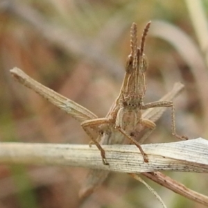 Keyacris scurra at Kambah, ACT - 19 Aug 2021 02:20 PM