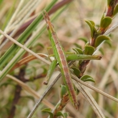 Keyacris scurra at Kambah, ACT - 19 Aug 2021 02:20 PM