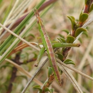 Keyacris scurra at Kambah, ACT - 19 Aug 2021 02:20 PM