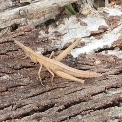 Keyacris scurra at Kambah, ACT - 19 Aug 2021 02:20 PM