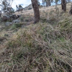 Keyacris scurra at Kambah, ACT - 19 Aug 2021 02:20 PM