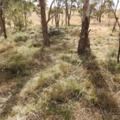 Themeda triandra (Kangaroo Grass) at Bullen Range - 19 Aug 2021 by HelenCross