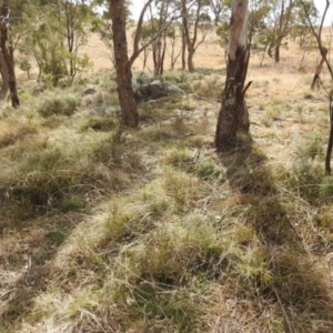 Themeda triandra at Kambah, ACT - 19 Aug 2021 02:25 PM