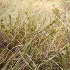 Themeda triandra at Kambah, ACT - 19 Aug 2021