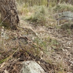 Themeda triandra at Kambah, ACT - 19 Aug 2021