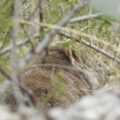 Vombatus ursinus (Bare-nosed Wombat) at Kambah, ACT - 19 Aug 2021 by HelenCross