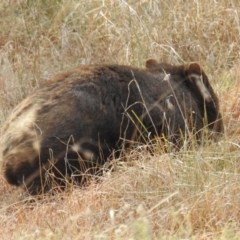 Vombatus ursinus (Bare-nosed Wombat) at Kambah, ACT - 19 Aug 2021 by HelenCross