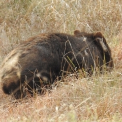 Vombatus ursinus (Common wombat, Bare-nosed Wombat) at Kambah, ACT - 19 Aug 2021 by HelenCross