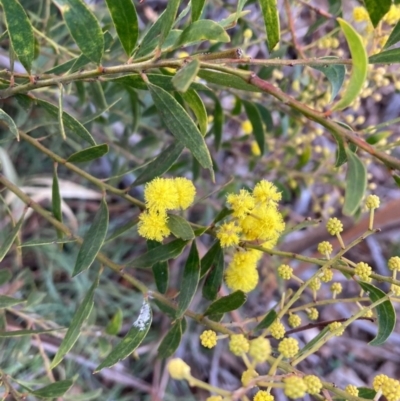 Acacia buxifolia subsp. buxifolia at Campbell, ACT - 19 Aug 2021 by SilkeSma