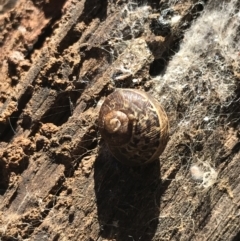 Cornu aspersum (Common Garden Snail) at Deakin, ACT - 14 Aug 2021 by Tapirlord
