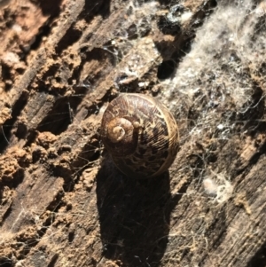 Cornu aspersum at Deakin, ACT - 14 Aug 2021