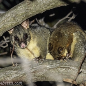 Trichosurus vulpecula at Hughes, ACT - 13 Aug 2021