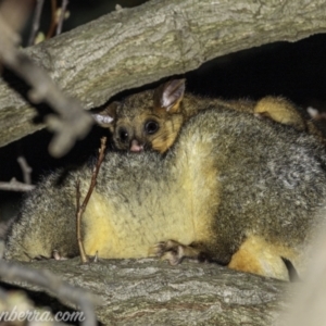 Trichosurus vulpecula at Hughes, ACT - 13 Aug 2021 07:26 PM