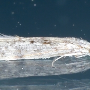 Leptoceridae sp. (family) at Ainslie, ACT - 10 Aug 2021