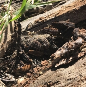 Lycidae sp. (family) at Deakin, ACT - 14 Aug 2021 10:45 AM