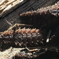 Lycidae sp. (family) at Deakin, ACT - 14 Aug 2021