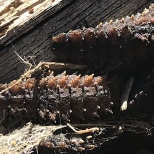 Lycidae sp. (family) at Deakin, ACT - 14 Aug 2021 10:45 AM