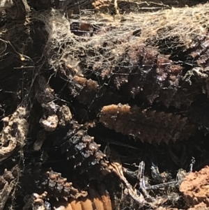 Lycidae sp. (family) at Deakin, ACT - 14 Aug 2021 10:45 AM