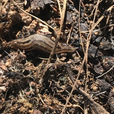 Ambigolimax nyctelia (Striped Field Slug) at Red Hill Nature Reserve - 14 Aug 2021 by Tapirlord