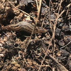 Ambigolimax sp. (valentius and waterstoni) at Hughes, ACT - 14 Aug 2021 10:53 AM