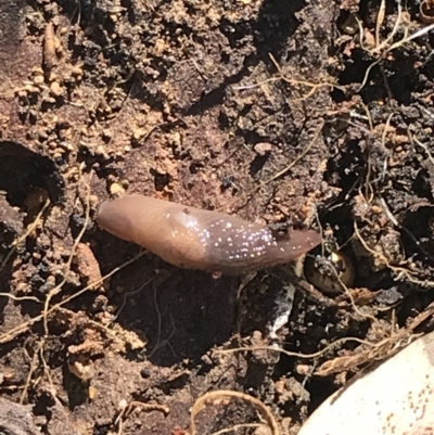 Deroceras laeve (Marsh Slug) at Hughes, ACT - 14 Aug 2021 by Tapirlord