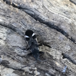 Dieuches sp. (genus) at Deakin, ACT - 14 Aug 2021