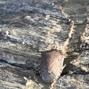 Dictyotus conspicuus at Deakin, ACT - 14 Aug 2021