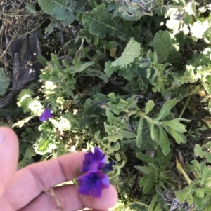 Echium plantagineum at Deakin, ACT - 14 Aug 2021