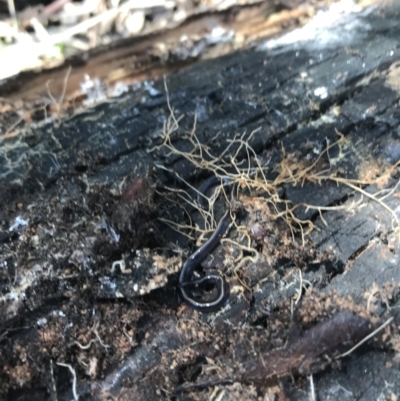 Caenoplana coerulea (Blue Planarian, Blue Garden Flatworm) at Deakin, ACT - 14 Aug 2021 by Tapirlord