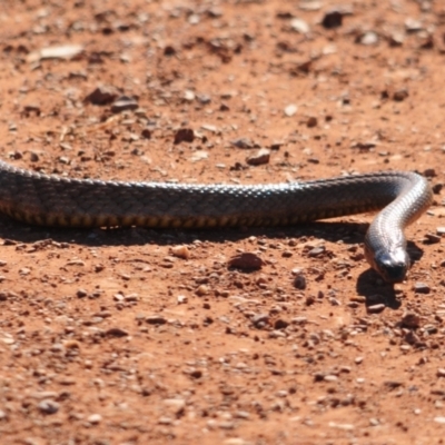 Pseudonaja aspidorhyncha (Strap-snouted brown snake) at Irymple, NSW - 15 Sep 2020 by Harrisi