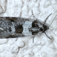 Lepidoscia heliochares (Lepidoscia heliochares) at Ainslie, ACT - 7 Aug 2021 by jbromilow50