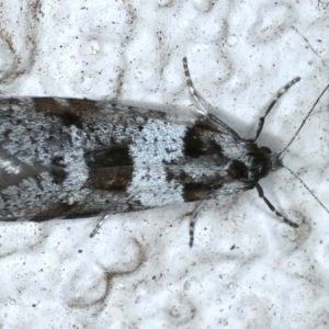 Lepidoscia heliochares at Ainslie, ACT - 7 Aug 2021 09:58 PM