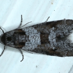 Lepidoscia heliochares at Ainslie, ACT - 7 Aug 2021 09:58 PM