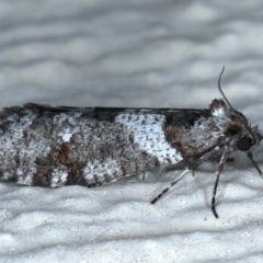 Lepidoscia heliochares at Ainslie, ACT - 7 Aug 2021 09:58 PM