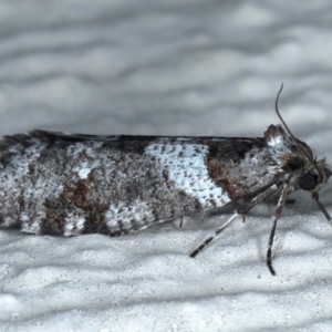 Lepidoscia heliochares at Ainslie, ACT - 7 Aug 2021