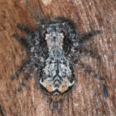 Servaea sp. (genus) (Unidentified Servaea jumping spider) at Majura, ACT - 6 Aug 2021 by jbromilow50