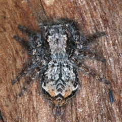 Servaea sp. (genus) (Unidentified Servaea jumping spider) at Majura, ACT - 6 Aug 2021 by jb2602