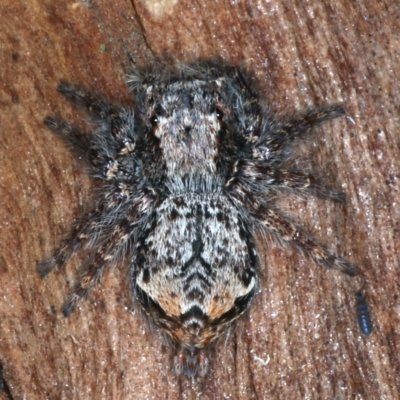 Servaea sp. (genus) (Unidentified Servaea jumping spider) at Mount Ainslie - 6 Aug 2021 by jb2602