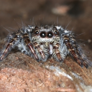 Servaea sp. (genus) at Majura, ACT - 6 Aug 2021