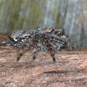 Servaea sp. (genus) at Majura, ACT - 6 Aug 2021