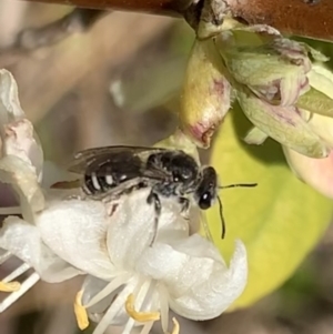 Lasioglossum (Chilalictus) sp. (genus & subgenus) at Murrumbateman, NSW - 19 Aug 2021