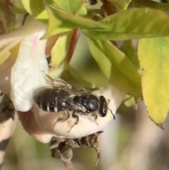 Lasioglossum (Chilalictus) sp. (genus & subgenus) at Murrumbateman, NSW - 19 Aug 2021