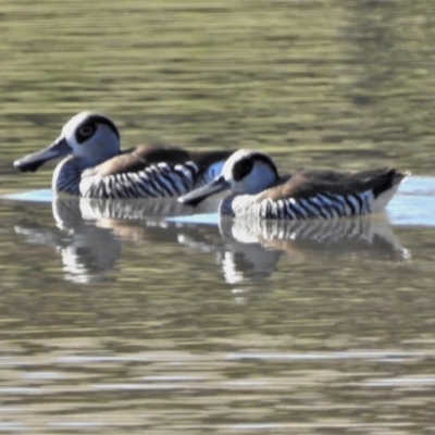 Malacorhynchus membranaceus (Pink-eared Duck) at Lake Tuggeranong - 17 Aug 2021 by JohnBundock