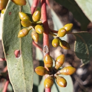 Eucalyptus bridgesiana at Mount Painter - 17 Aug 2021