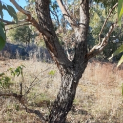 Eucalyptus bridgesiana at Mount Painter - 17 Aug 2021