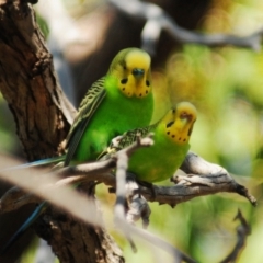 Melopsittacus undulatus (Budgerigar) at Irymple, NSW - 16 Sep 2020 by Harrisi