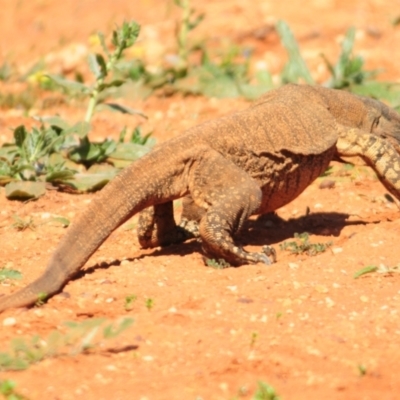 Varanus varius (Lace Monitor) at Irymple, NSW - 16 Sep 2020 by Harrisi