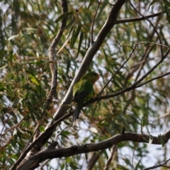 Polytelis swainsonii at Oura, NSW - 20 Sep 2020