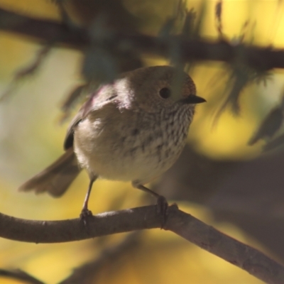 Acanthiza pusilla (Brown Thornbill) at Gundaroo, NSW - 19 Aug 2021 by Gunyijan